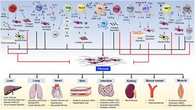 T Cells in Fibrosis and Fibrotic Diseases